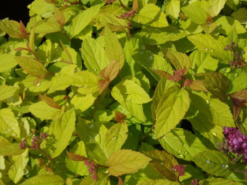 Spiraea japonica Goldmound