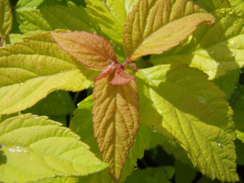 Spiraea japonica Goldmound