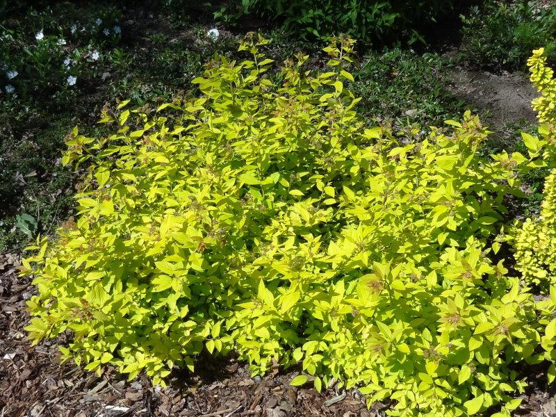 Spiraea japonica Goldmound