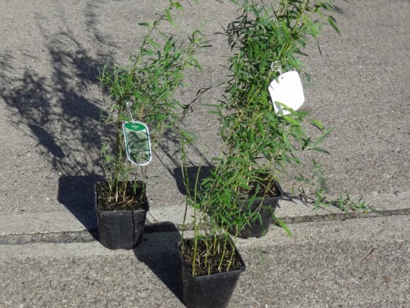 Gartenbambus rufa - Verkaufsqualität