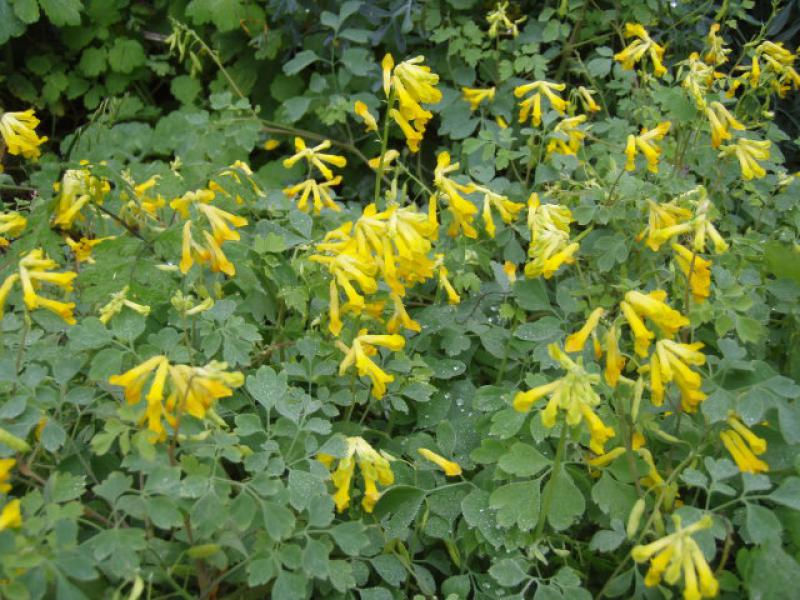 Gelber Lerchensporn in Blüte