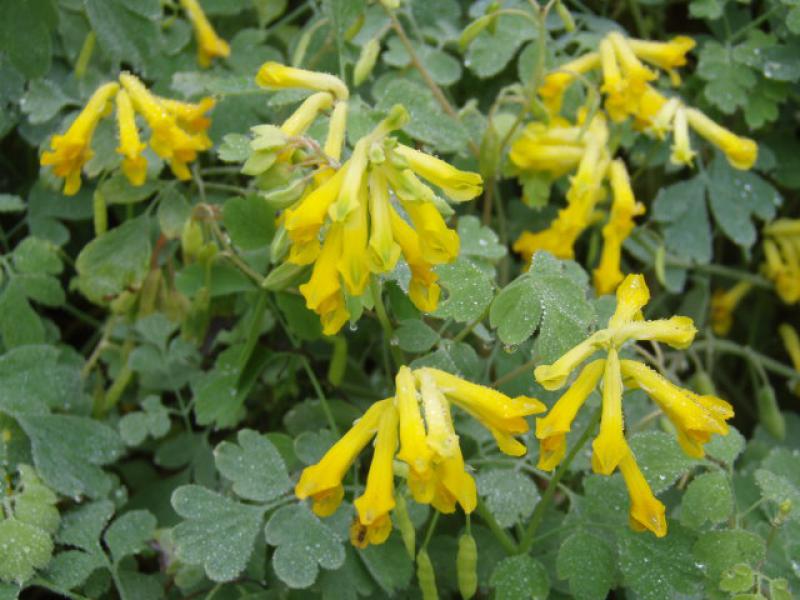 Corydalis lutea