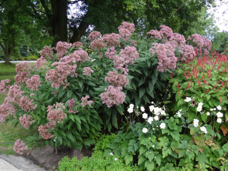 Schöne Solitärstaude: Eupatorium fistulosum Atropurpureum