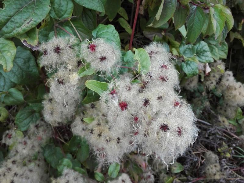 Wollige Früchte der Waldrebe im Oktober