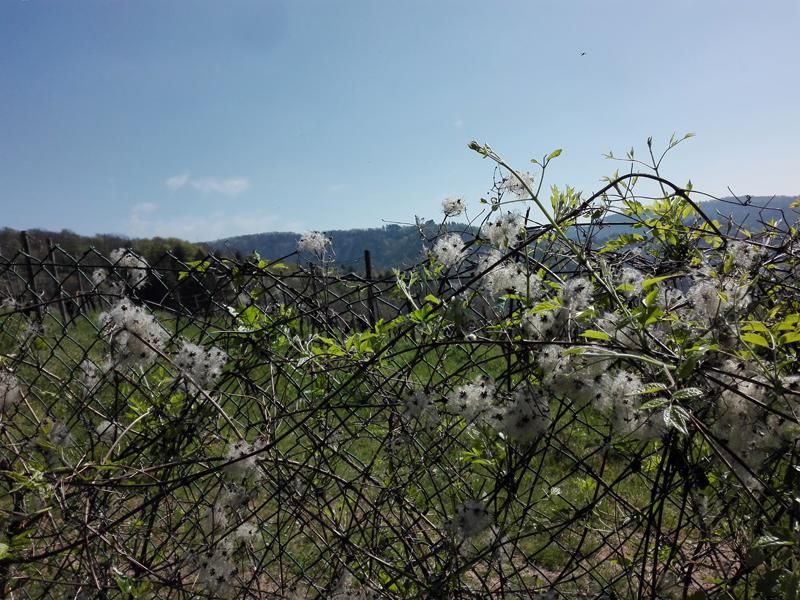 Die Früchte der Waldrebe haften bis in das Frühjahr an den Ranken.