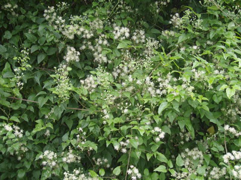 Reichblühende Waldrebe, Clematis vitalba