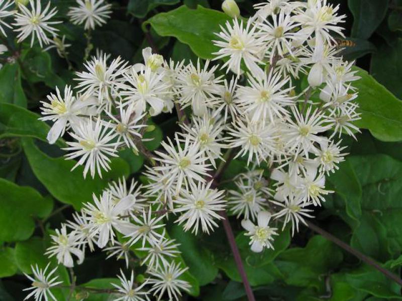 Schöne weiße Blüte der einheimischen Waldrebe