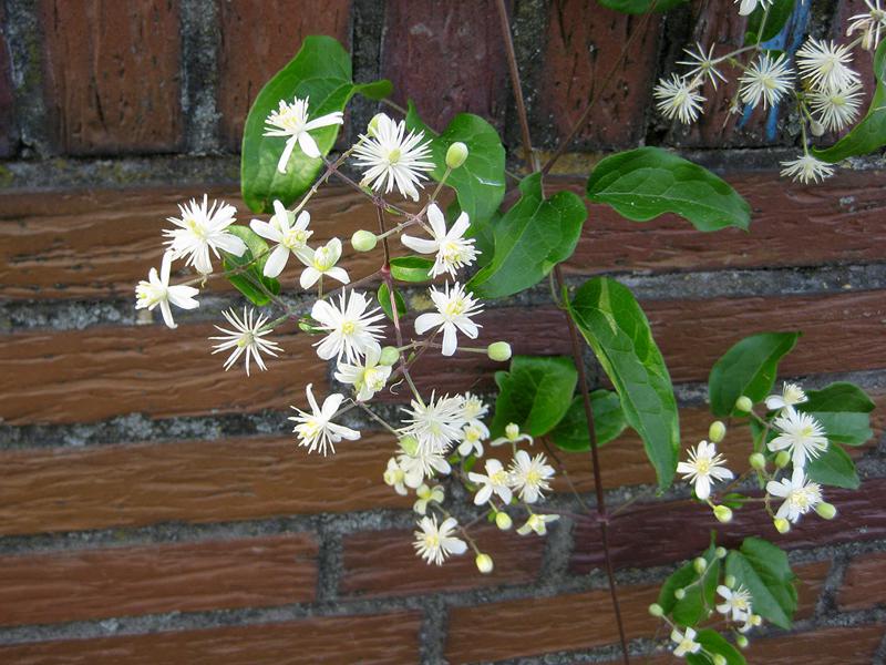 Zarte, weiße Blüten der Waldrebe