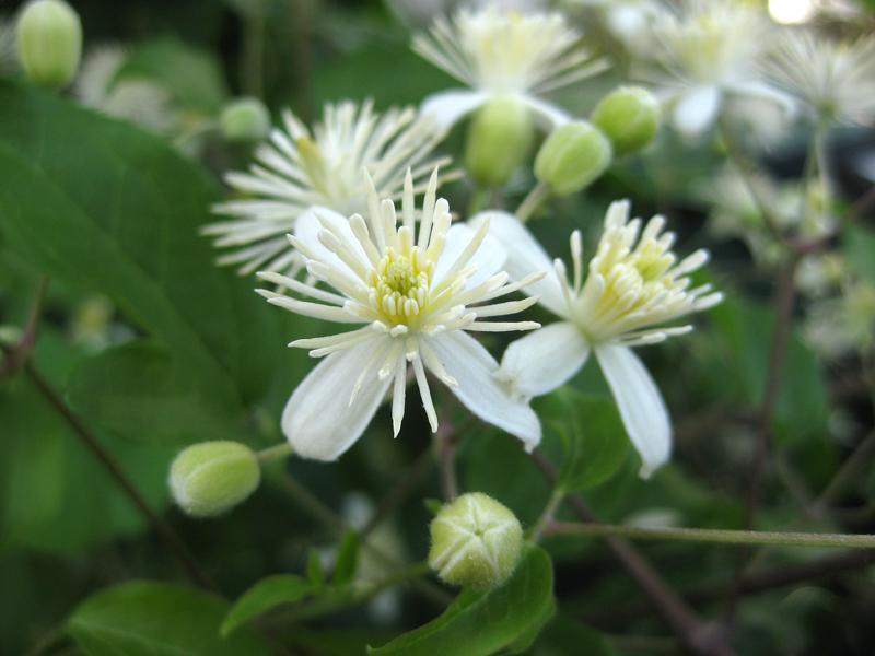 Weißblühende Kletterpflanze: Waldrebe, Clematis vitalba