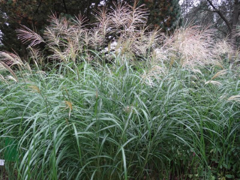 Miscanthus sinensis Silberfeder im Botanischen Garten Hamburg