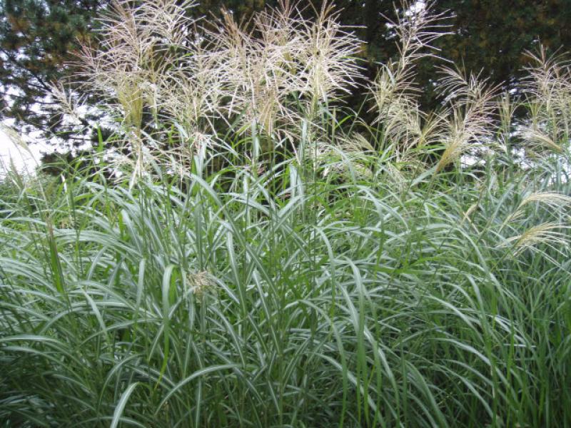 Miscanthus sinensis Silberfeder