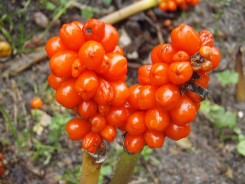 .Arum italicum