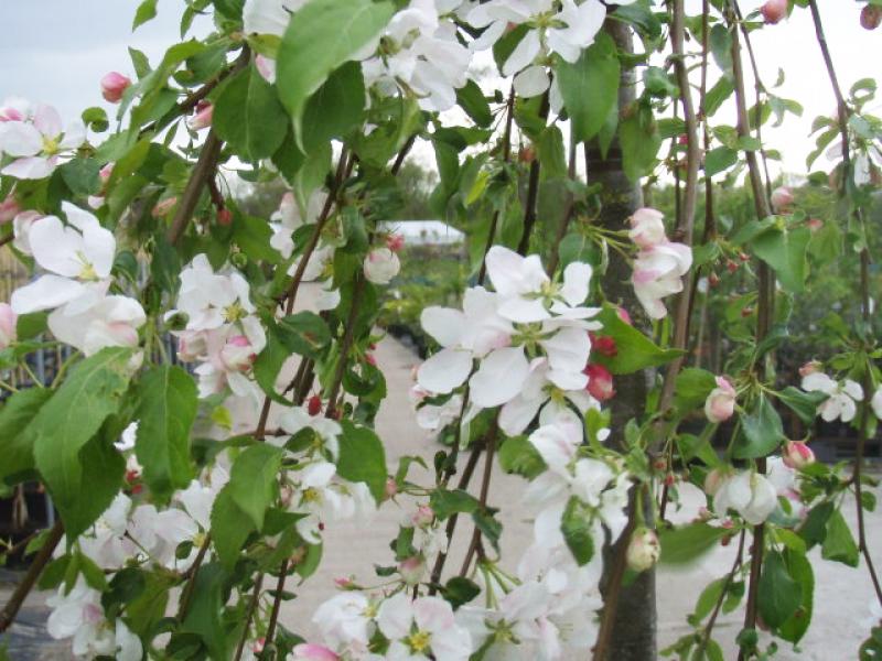 Schöne weiße Blüte im Frühjahr - Malus Red Jade