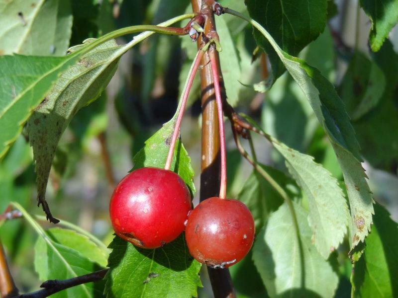 Malus Red Jade mit Früchten