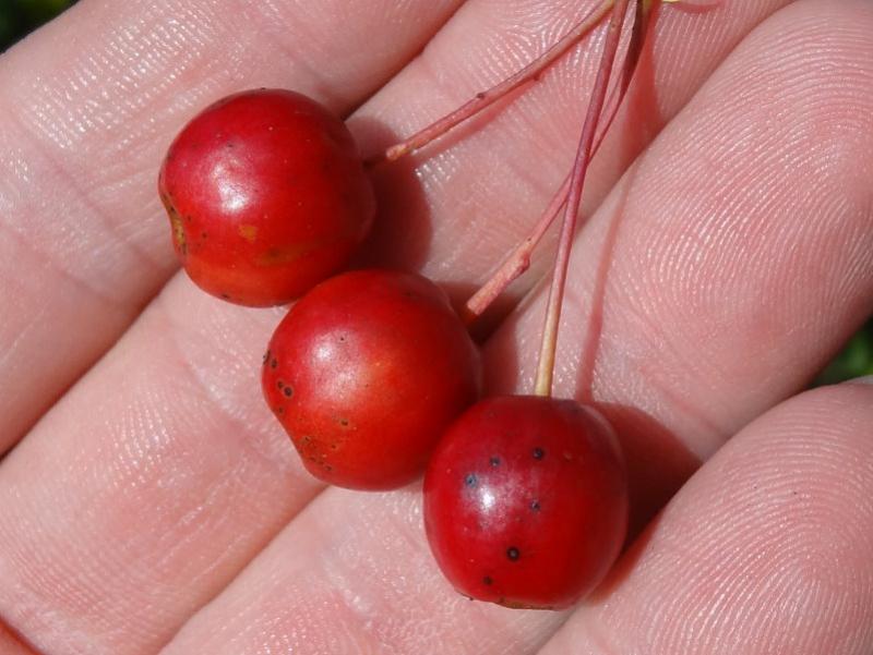 Rote Früchten vom Zierapfel Red Jade