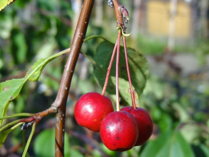 Rote Früchte vom Trauer-Zierapfel Red Jade