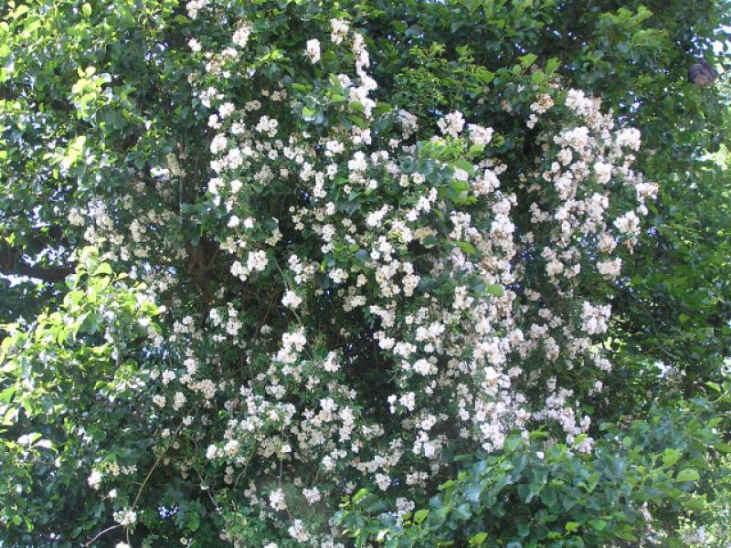 Die Ramblerrose Lykkefund in einer alten Erle