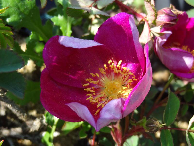 Die Blüte mit den Staubgefäßen der Rose Red Nelly