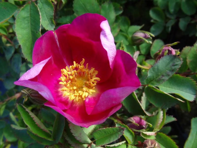 Die Blüte der Rose Red Nelly lockt Bienen und andere Insekten an