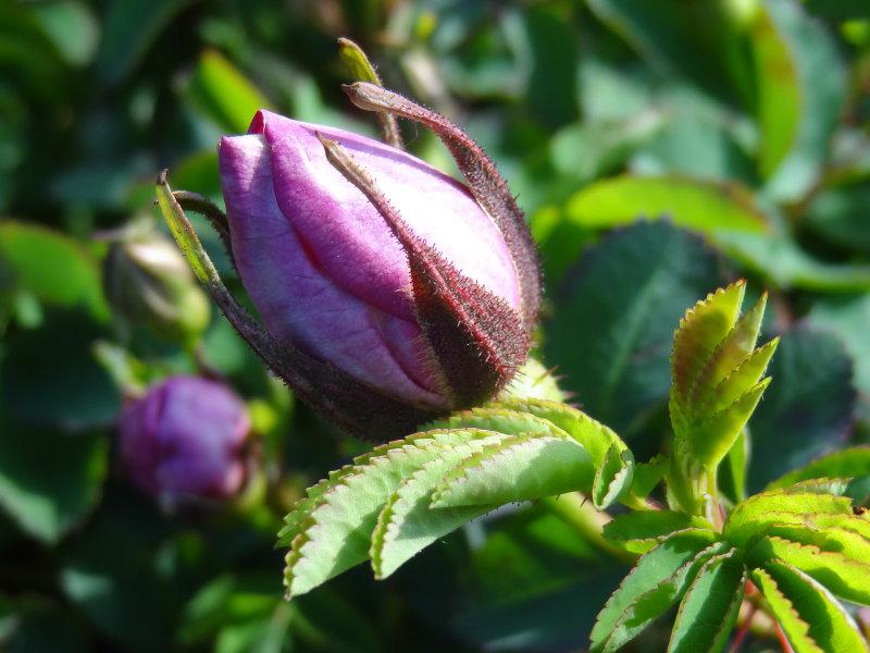 Eine Knospe der Rose Red Nelly mit den dunklen Kelchblättern