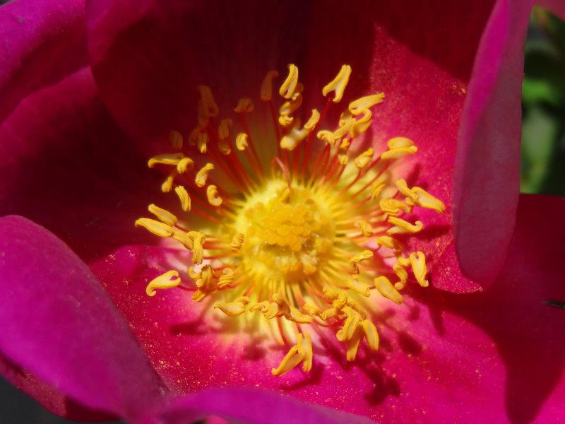 Die leuchtend gelben Staubgefäße der Rose Red Nelly locken nicht nur Bienen an