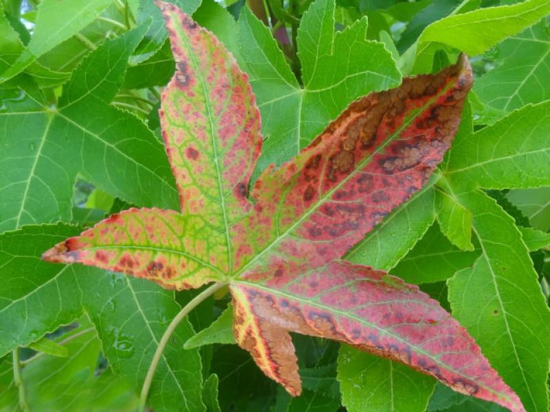Beginnende Herbstfärbung beim Amberbaum Slender Silhouette