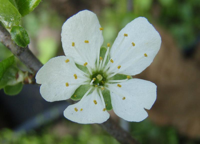 Einzelne Blüte der Zibarte