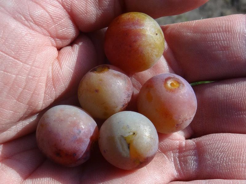 Die Früchte der Prunus domestica ssp. prisca eigenen sich zum Schnapsbrennen