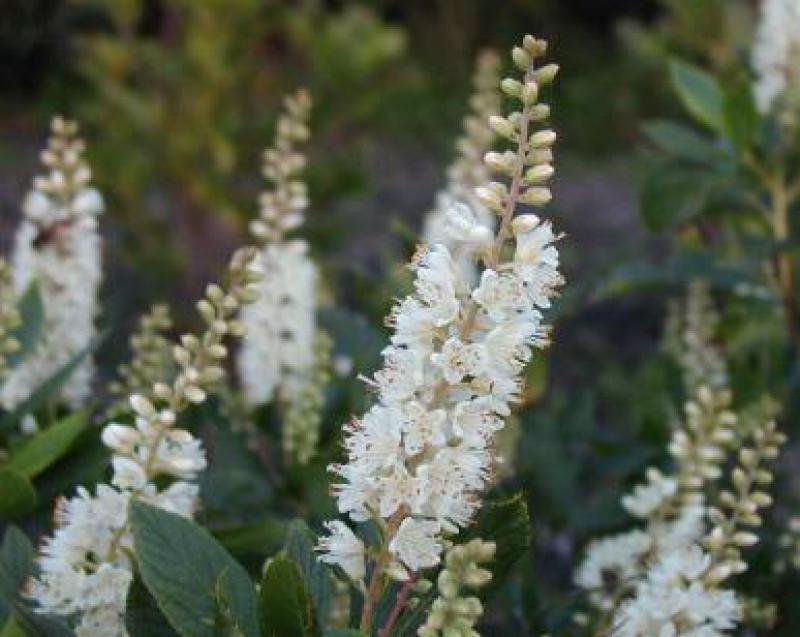 Scheineller, Zimterle - weiße Blüten