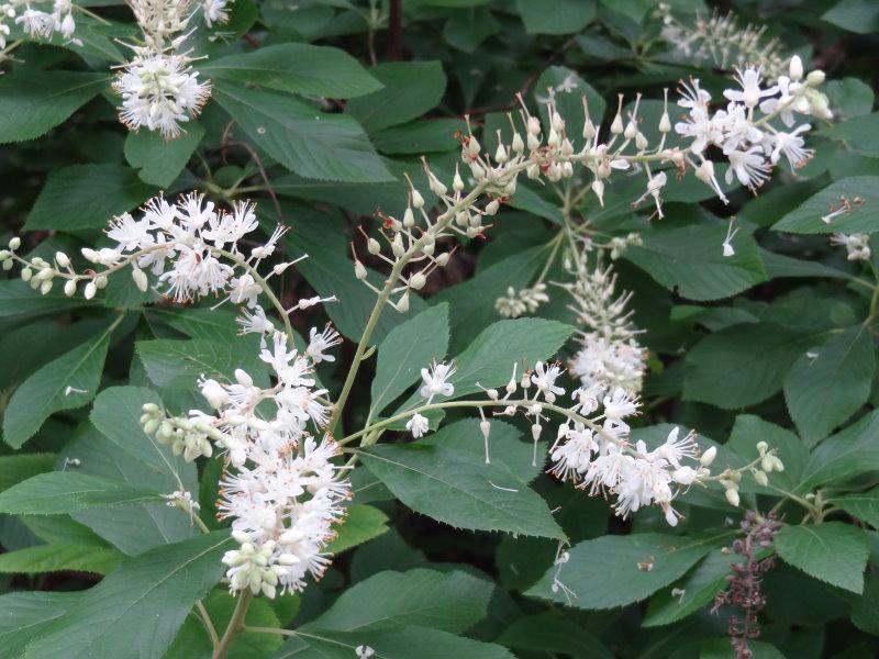 Die weiße Blütenrispe der Clethra alnifolia mit Knospen