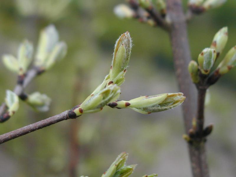 Französischer Ahorn - Knospen