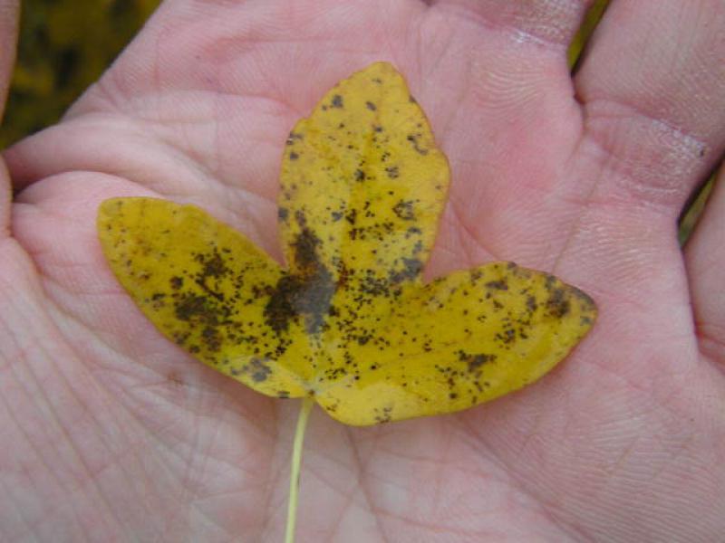 Schönes Herbstlaub bei Acer monspessulanum