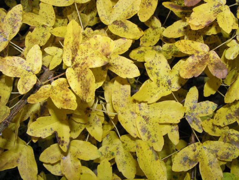 Acer monspessulanum im gelben Herbstkleid