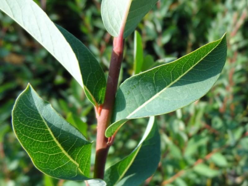 Salix caesia, die Blaugrüne Weide