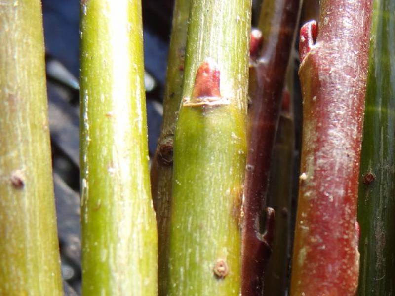 Rindenfärbung von Salix caesia im Winter