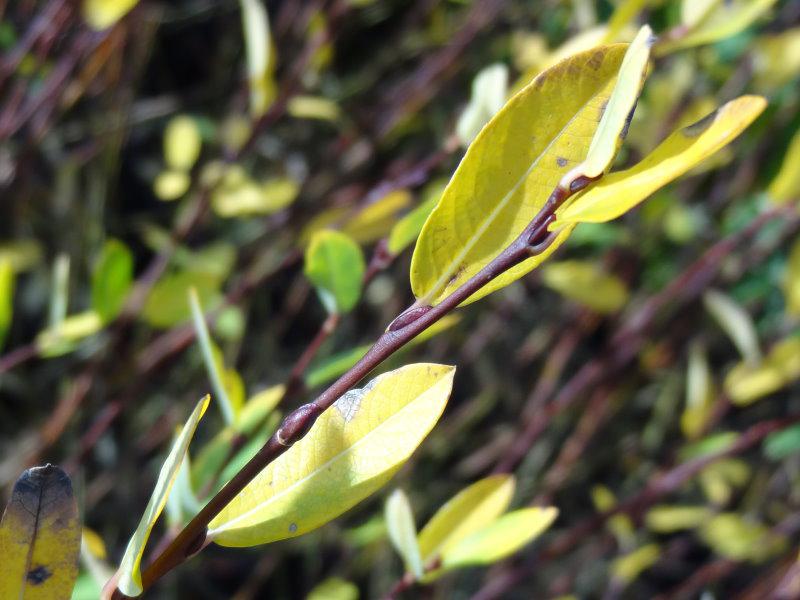 Salix caesia bekommt eine gelbliche Herbstfärbung