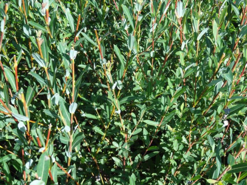 Salix purpurea Green Dicks