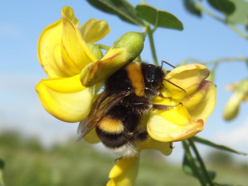 Der Blasenstrauch als Pollenquelle für Hummeln und Bienen