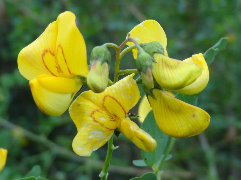 Sommerliche Blüte von Colutea arborescens