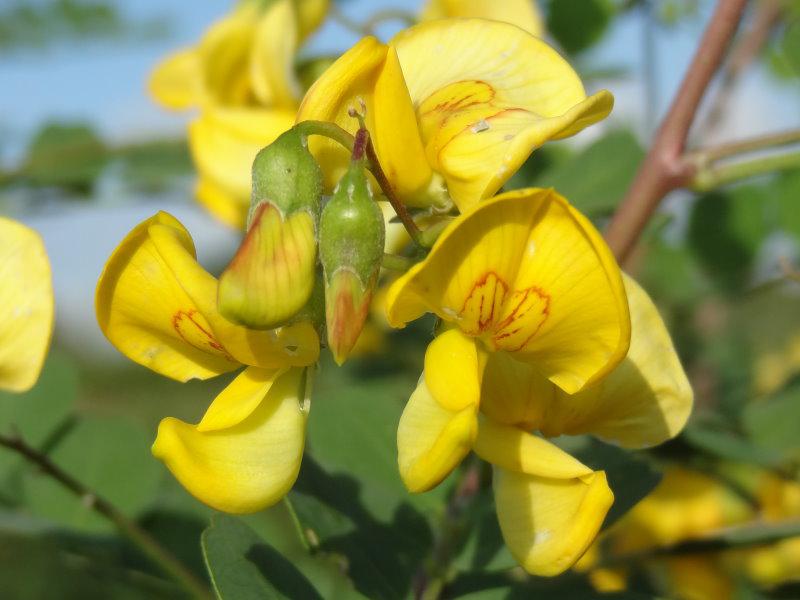 Blüte des Blasenstrauches