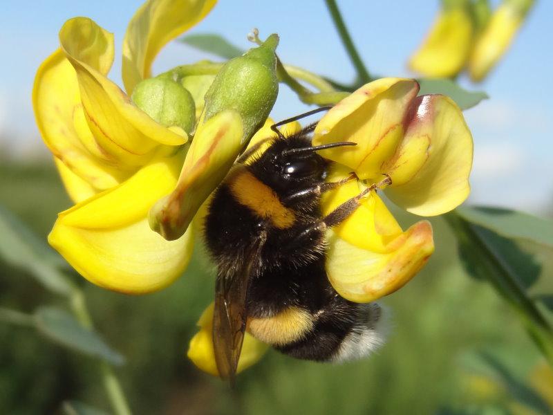 Ein begehrter Pollenspender bei Hummeln und Bienen ist der Blasenstrauch