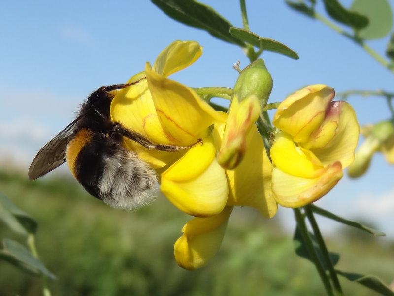 Ökologisch wertvoll: Colutea arborescens