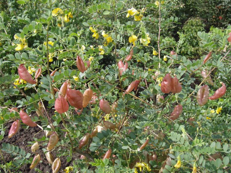 Bei Colutea sind häufig Blüten und Früchte zur gleichen Zeit am Strauch