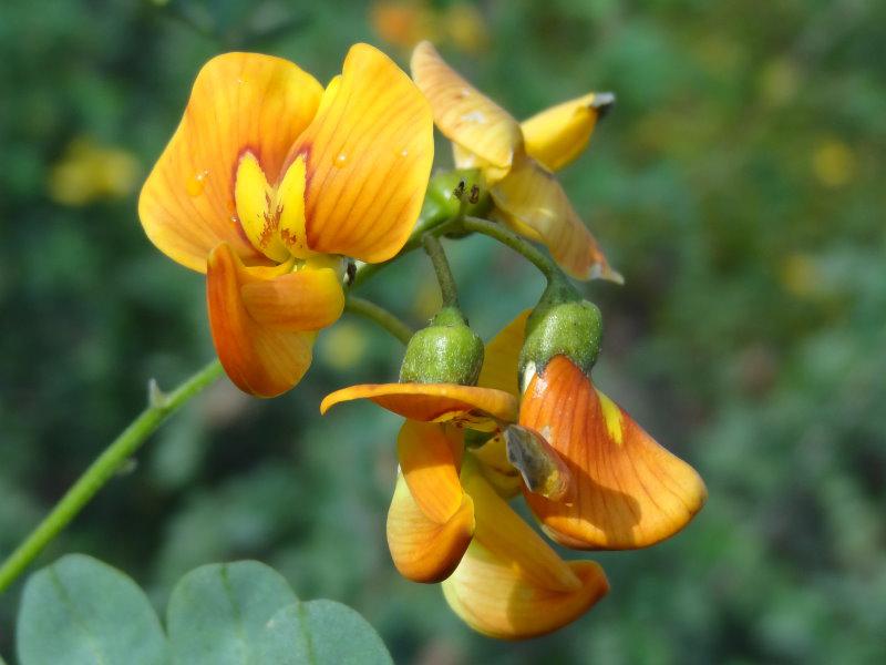 Colutea arborescens in Blüte