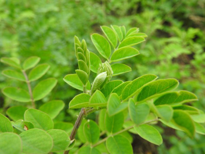 Laub von Colutea arborescens