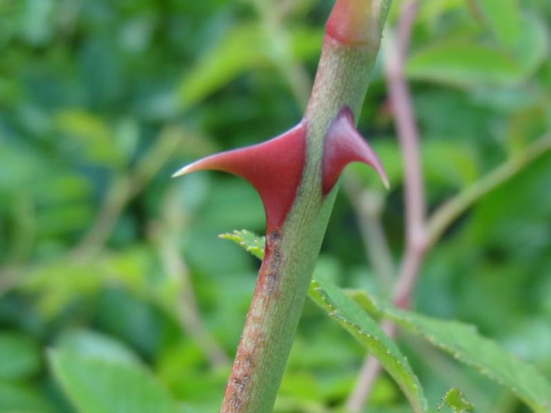 Typische Bedornung der Ackerrose