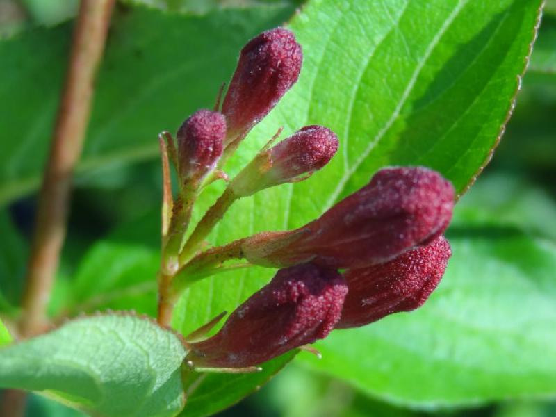 Weigelie Weigelia florida Newport Red 40-60cm Frühlingsblüher 