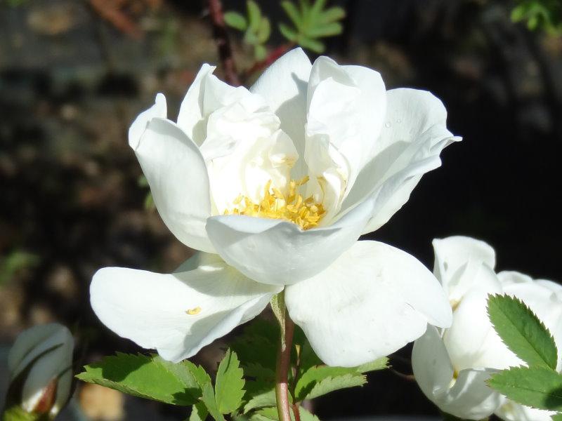 Rosa pimpinellifolia Flora Plena blüht weiß