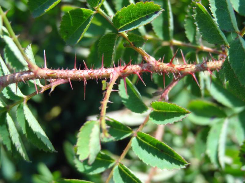 Typische Stacheln von Rosa pimpinellifolia Flora Plena