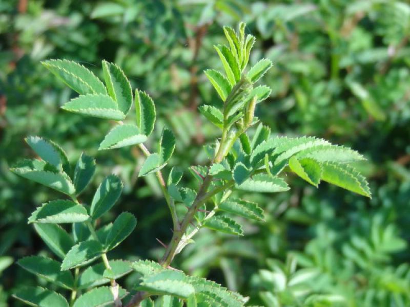 Rosa pimpinellifolia Flora Plena, die gefüllt blühende Dünenrose